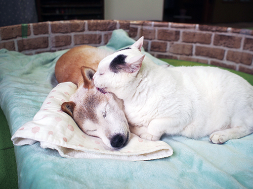 くぅとしの 認知症の犬しのと介護猫くぅ いつもボクがそばにいるよ 猫びよりプラス ちょっとお洒落な大人のねこマガジン