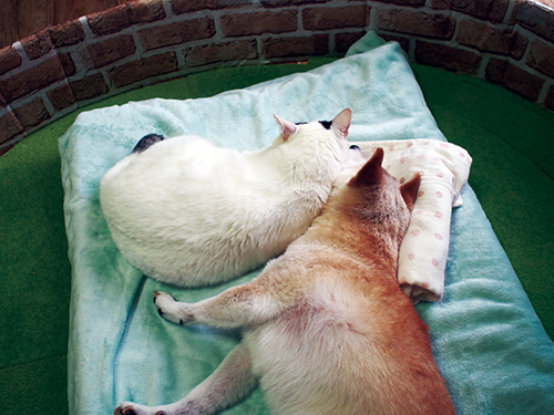 くぅとしの 認知症の犬しのと介護猫くぅ