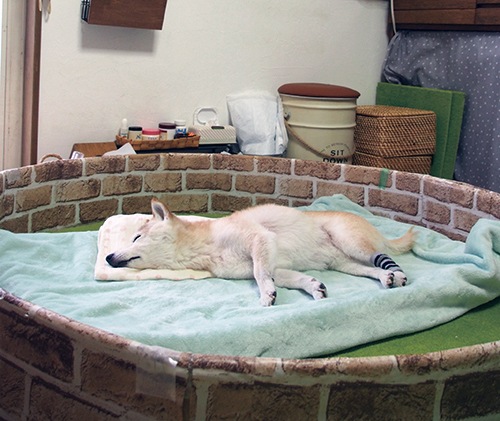 くぅとしの 認知症の犬しのと介護猫くぅ