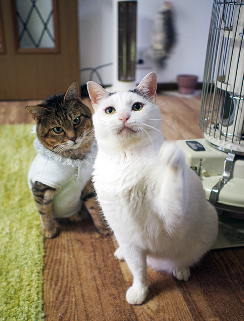 くぅとしの 認知症の犬しのと介護猫くぅ