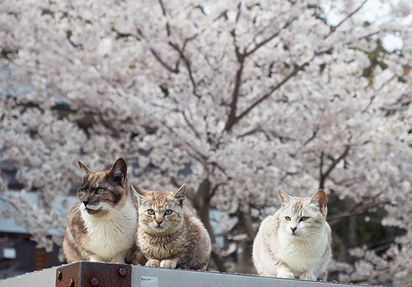 日本の桜と猫 桜の木の下 出会うはずのなかった男女を悲恋へと導いた１匹の猫 猫びよりプラス ちょっとお洒落な大人のねこマガジン