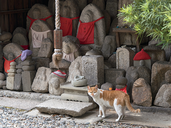 愛猫CIAOちゅ～る物語 第2回「水分補給」  猫びよりプラス│ちょっと 