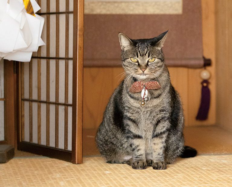 神様・仏様・お猫様 神社仏閣の猫 第7回 埼玉県行田市「前玉神社」