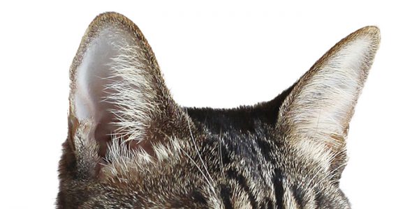 猫ってどんな生き物?意外と知らない生態や鳴き声・しぐさ・気持ちなど