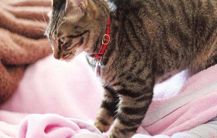 しぐさや鳴き声 しっぽで分かる猫の気持ちを理解しよう 猫びよりプラス ちょっとお洒落な大人のねこマガジン