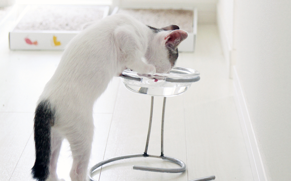 猫を飼うときに注意したい病気と治療 予防法 病気の早期発見のために 猫びよりプラス ちょっとお洒落な大人のねこマガジン