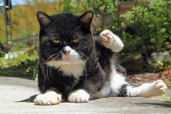 最弱こそ最強！もんた  猫びよりプラス│ちょっとお洒落な大人のねこ 