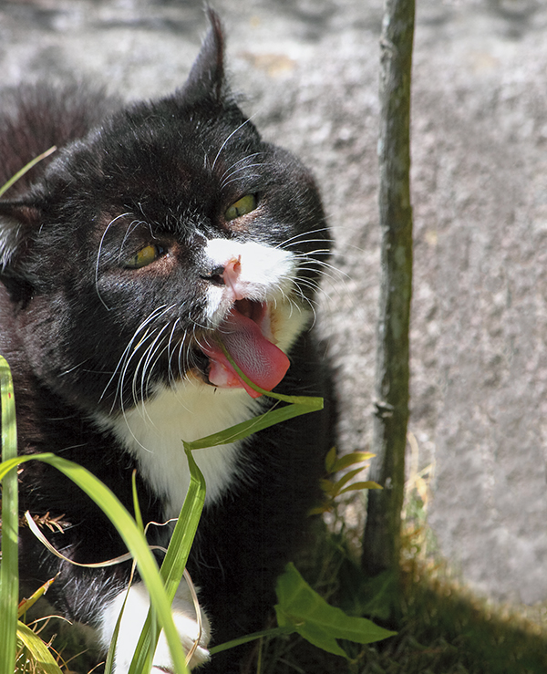 最弱こそ最強！もんた  猫びよりプラス│ちょっとお洒落な大人のねこ 