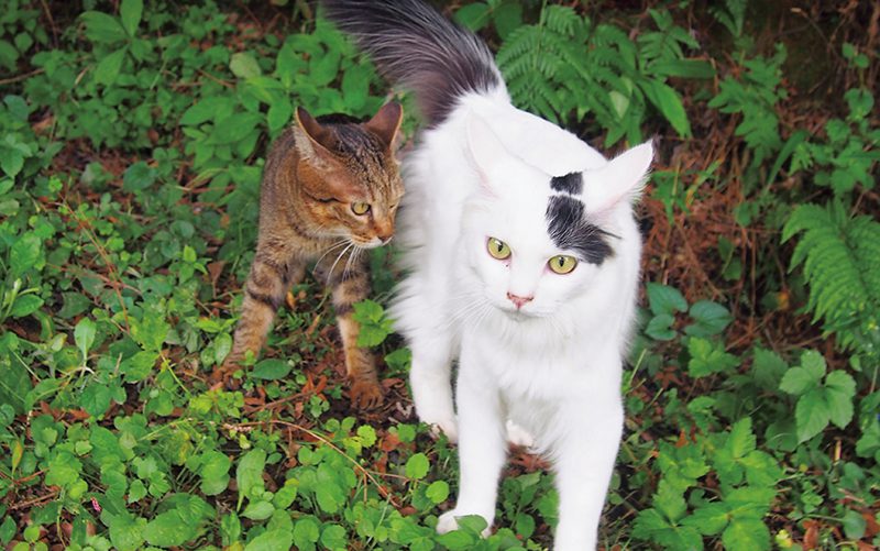 里山の子、さっちゃん EP:9「サチとゴロー」