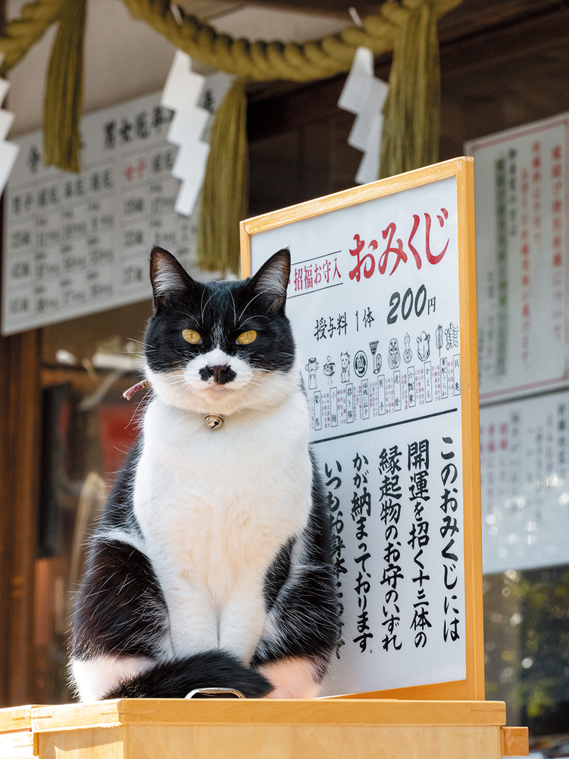 神様・仏様・お猫様 神社仏閣の猫 第15回 | 猫びよりプラス│ちょっと