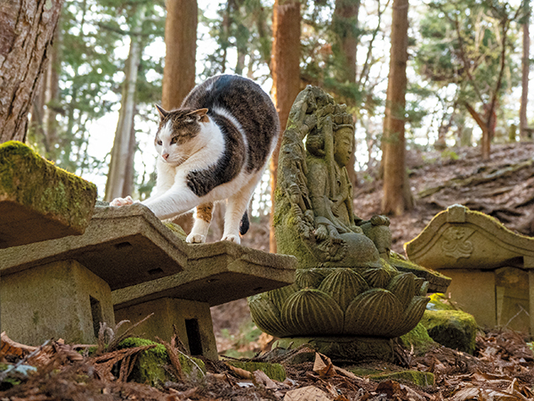 神様・仏様・お猫様 神社仏閣の猫 第16回