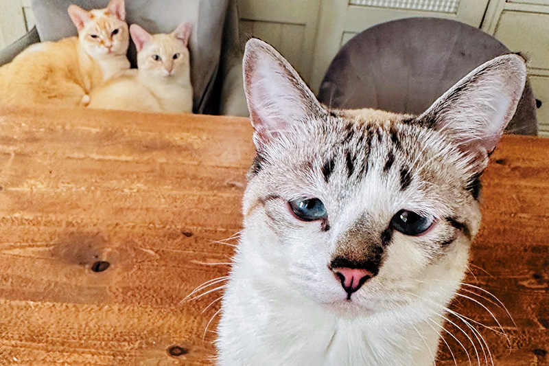 ぴえん猫ミント 泣きそうな顔なのに元気印のヤンチャ娘