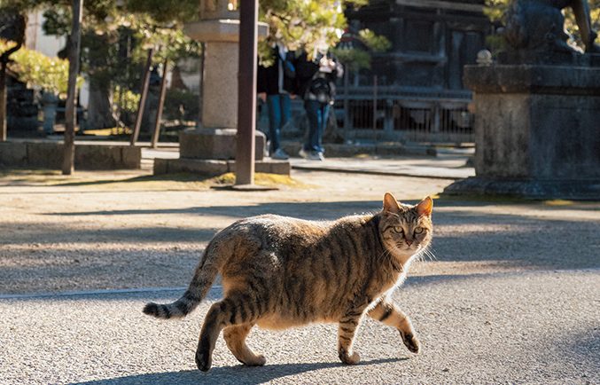 京都・宮津市 智恩寺 天橋立の天女のような猫たち～神様 仏様 お猫様